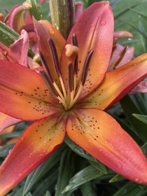Lilium bulb Royal Sunset color from Costco post 