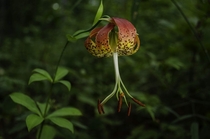 Lilium michauxii from today in South Mississippi
