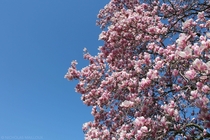 Lily magnolia Magnolia liliflora from last April in Washington DC 
