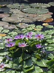 Lily Pad Blossoms