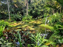 Lily pond Singapore Botanic Gardens 