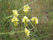 Linaria Vulgaris aka Butter and Eggs  Wild Snapdragons Yellow Toadflax