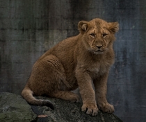 Lion cub at Aalborg Zoo 