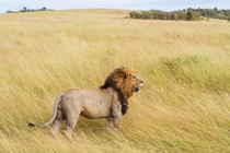 Lion facing the breeze Masai Mara National Reserve Kenya Photo credit to Bhargava Srivari