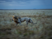 Lion on the Serengeti 