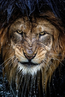 Lion Panthera leo 