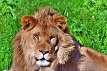 Lion Panthera leo Oakland Zoo today 