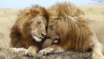 lion Panthera leo
x