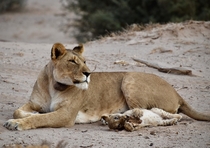 Lion with her cub