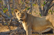 Lioness Chobe National Park Botswana Photo credit to Greg Bilsland