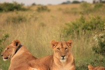 Lioness in Kenya Panthera leo 