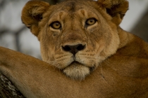 Lioness in Serengeti Natl Park Tanzania Africa 