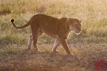 Lioness in the late evening light heading out to hunt the Serengeti 