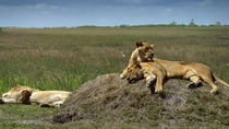 Lions Chilling
