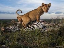 Lions of the Serengeti - Michael Nichols 