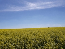 Lithuania field mustard 