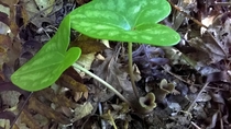 Little Brown Jug Hexastylis arifolia 