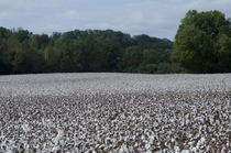 Little different EarthPorn Alabama Cotton 