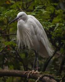 Little Egret - always makes me think of someone wearing a dress short with a ruffle on the front Most elegant OC