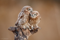 Little Owls Athene noctua photo by Ilia Shalamaev
