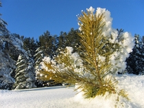 Little siberian pine 