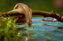 Little snail drinking water x - post from rpics 