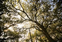 Live Oak in Savannah Quercus Virginiana