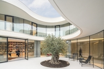 Living space and library opening up to a curvaceous carved out courtyard centered around an olive tree in Rotterdam Netherlands 