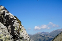 Lizard in Corsica France 