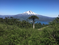 Llaima one of Chiles most active volcanoes Conguillio National Park Araucana Region Chile 