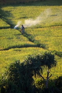 Lombok rice farm 