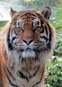 London zoo Tiger 