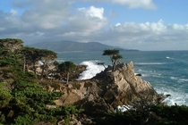 Lone Cypress Monterey CA 