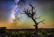Lone dead tree in Malpas of Valley of Fires New Mexico 