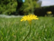 Lone flower in my backyard lawn 
