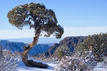 Lone juniper in Black Canyon of the Gunnison National Park Colorado 