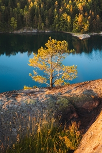 Lone pine in Arendal Norway 