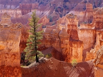 Lone Tree Bryce Canyon Utah  Photographed by Emad Sedky
