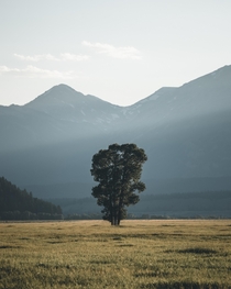 Lone Tree in Grand Teton National Park in Wyoming OC 