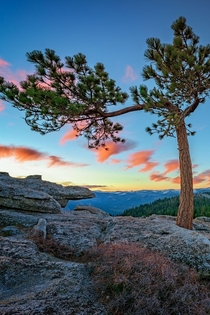 Lone Tree in Yosemite National Park 