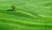 Lone Tree near Siena Tuscany Italy 