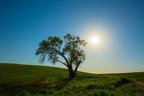 Lone Tree on the rolling hills of Palouse WA 