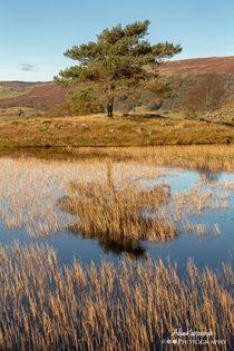 Lone tree reflections on Kelly Hall Tarn The Lake District 