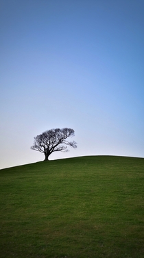 Lone tree Wales UK 