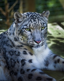 Lonely Snow Leopard Taiga - Sad story when her mate Margaash escaped from his enclosure and was shot by keepers OC