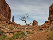 Lonely Tree Arches National Park Moab UT Park Avenue Trail