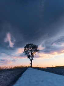 Lonely tree at road across Vogelsberg Hessen Germany