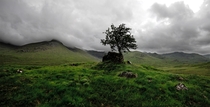 Lonely tree in a gloomy valley My favorite shot from our trip to Scotland  OC