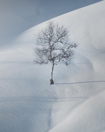 Lonely tree in Eikedalen Norway 