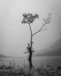 Lonely Tree Lake District Cumbria UK 